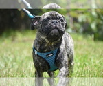 Small #3 Pug