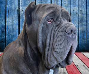 Neapolitan Mastiff Puppy for Sale in SAINT JOSEPH, Missouri USA