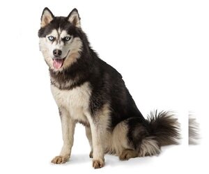 - Mix Dogs for adoption in Salt Lake City, UT, USA