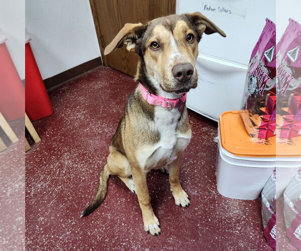 Medium Photo #12 German Shepherd Dog-Great Dane Mix Puppy For Sale in Fargo, ND, USA