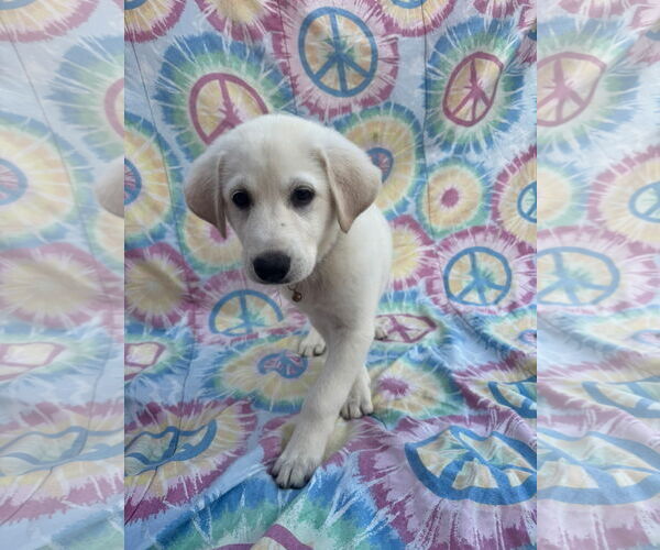 Medium Photo #2 Labrenees Puppy For Sale in New London, WI, USA