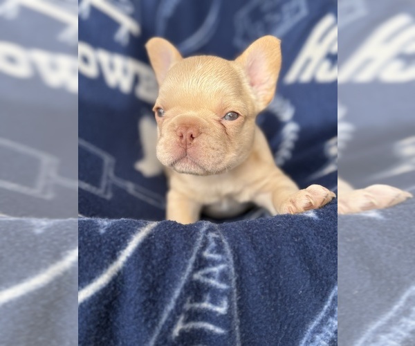 Medium Photo #1 French Bulldog Puppy For Sale in COLLEGE STATION, TX, USA