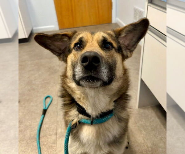 Medium Photo #2 German Shepherd Dog-Unknown Mix Puppy For Sale in Gloversville, NY, USA