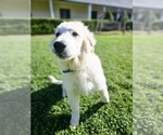 Small Photo #12 Great Pyrenees Puppy For Sale in FLOYD, VA, USA