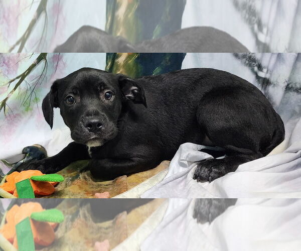 Medium Photo #3 American Pit Bull Terrier-Unknown Mix Puppy For Sale in Wetumpka, AL, USA