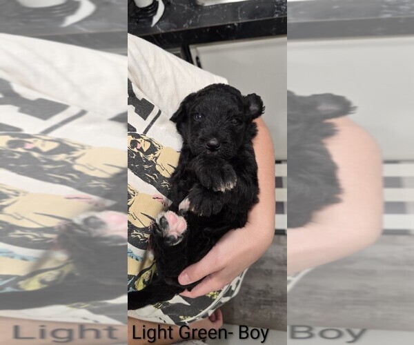 Medium Photo #6 Aussiedoodle Puppy For Sale in BOONEVILLE, AR, USA