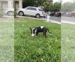 Small Photo #6 Bull Terrier Puppy For Sale in PITTSBURG, CA, USA