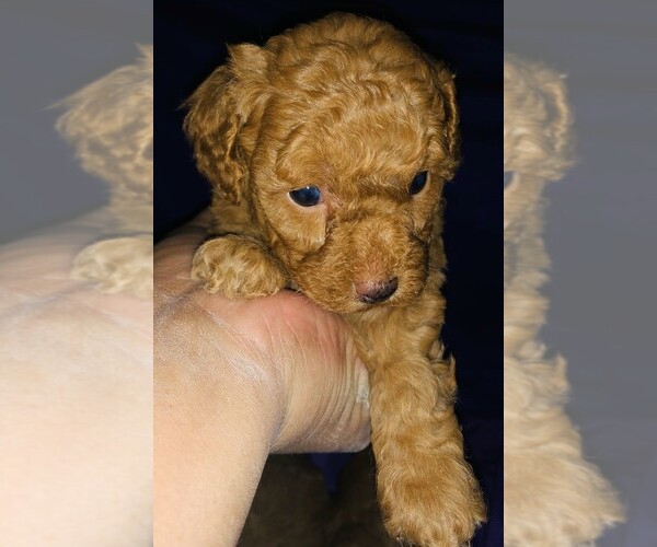 Medium Photo #16 Poodle (Toy) Puppy For Sale in CARTHAGE, MO, USA