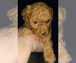Small Photo #16 Poodle (Toy) Puppy For Sale in CARTHAGE, MO, USA