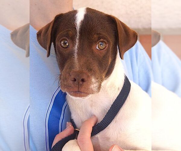 Medium Photo #1 Jack-Rat Terrier Puppy For Sale in Carrollton, TX, USA
