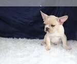Small Photo #2 French Bulldog Puppy For Sale in CORAL SPRINGS, FL, USA