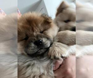 Chow Chow Puppy for sale in ARLINGTON, TX, USA