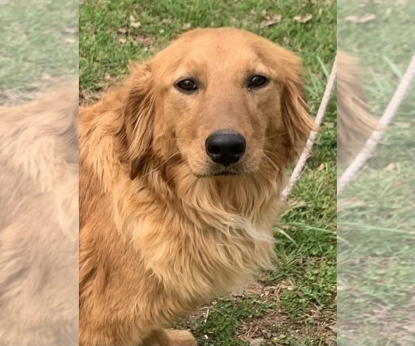Medium Photo #1 English Cream Golden Retriever Puppy For Sale in HIDDENITE, NC, USA