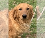 Small Photo #1 English Cream Golden Retriever Puppy For Sale in HIDDENITE, NC, USA