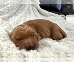 Puppy Red Golden Retriever
