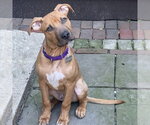 Small Photo #6 Mutt Puppy For Sale in Boston, MA, USA