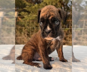 Boxer Puppy for sale in PAWNEE CITY, NE, USA