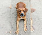 Small #1 Vizsla Mix