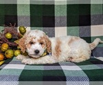 Small #4 Goldendoodle (Miniature)