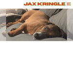 Small #4 Dachshund Mix