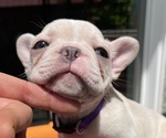 Small #4 Faux Frenchbo Bulldog