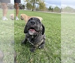 Small Photo #8 Cane Corso-Mastiff Mix Puppy For Sale in NEW CANEY, TX, USA