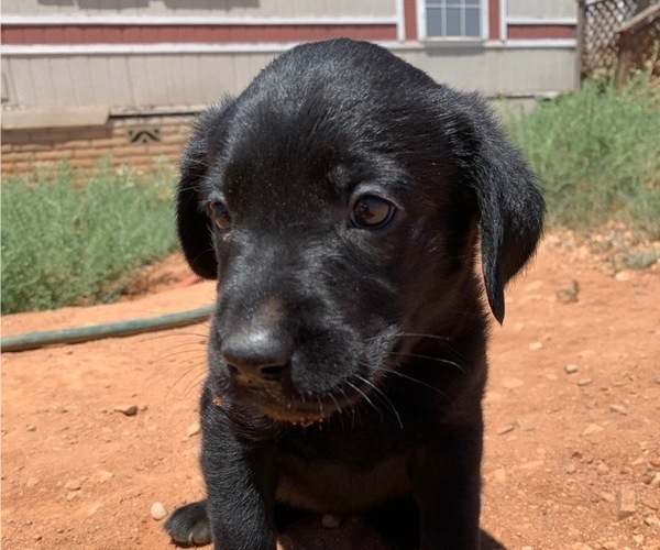 Medium Photo #1 Labrador Retriever Puppy For Sale in HEREFORD, AZ, USA