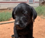Small Photo #1 Labrador Retriever Puppy For Sale in HEREFORD, AZ, USA