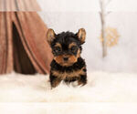 Puppy 10 Yorkshire Terrier