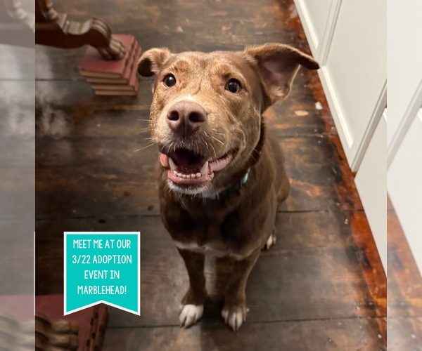 Medium Photo #5 Mountain Cur-Unknown Mix Puppy For Sale in Boston, MA, USA