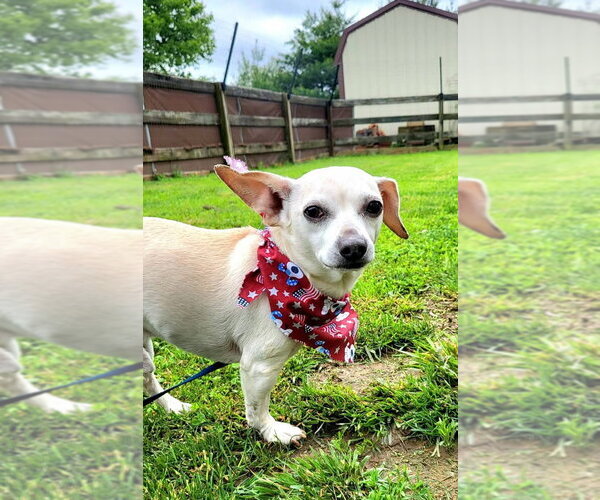 Medium Photo #3 Chihuahua-Unknown Mix Puppy For Sale in Germantown, OH, USA