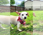 Small #2 Chihuahua Mix