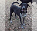 Small Labrador Retriever Mix