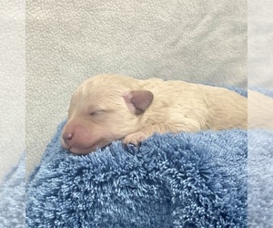 Poodle (Miniature) Puppy for sale in ADAMSVILLE, TN, USA