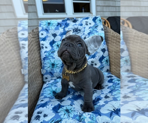 Medium Photo #3 French Bulldog Puppy For Sale in REVERE, MA, USA