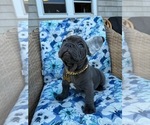 Small #2 French Bulldog