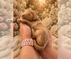 Medium Goldendoodle