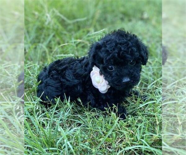 Medium Photo #19 Poodle (Toy) Puppy For Sale in WINTER PARK, FL, USA