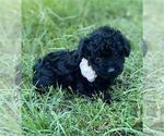 Small #18 Poodle (Toy)