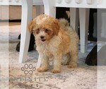 Small #2 Cavapoo