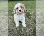 Small #6 Cavapoo-Poodle (Miniature) Mix