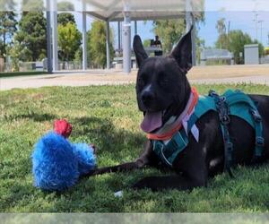 American Pit Bull Terrier-Unknown Mix Dogs for adoption in Las Vegas, NV, USA