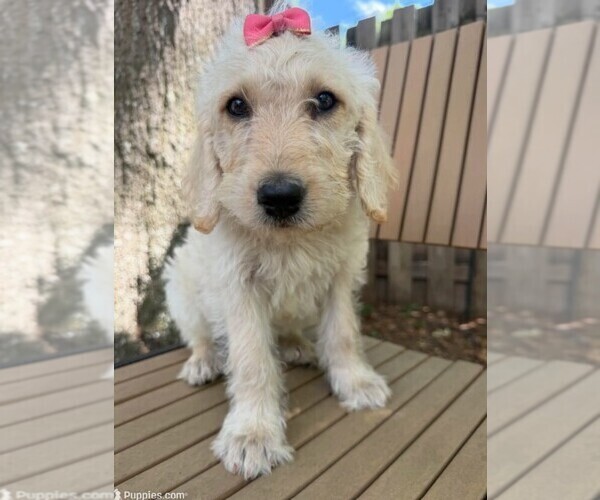 Medium Photo #1 Labradoodle Puppy For Sale in PEMBROKE, GA, USA