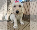 Small Labradoodle