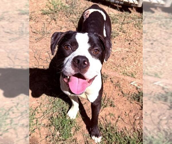 Medium Photo #2 Staffordshire Bull Terrier-Unknown Mix Puppy For Sale in Sacramento, CA, USA