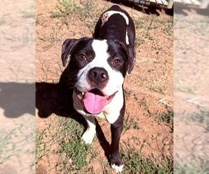 FENDII IRVINS - Male Staffordshire Bull Terrier-Unknown Mix Dog for Adoption - Photo #2