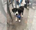 Small #4 Labrador Retriever Mix