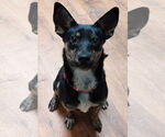 Small #3 Australian Kelpie-Rat Terrier Mix