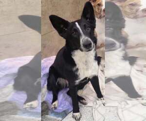 Maeve - Female Border Collie-Unknown Mix Dog for Adoption - Photo #7