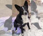 Small Photo #7 Border Collie-Unknown Mix Puppy For Sale in Highland, IL, USA